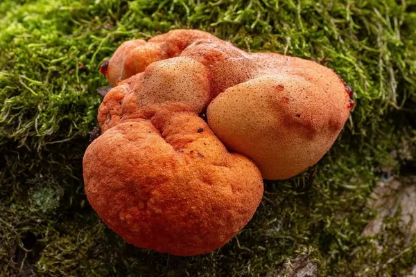 Fistulina hepatica — 2026-09-05