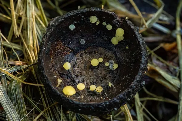 Hymenoscyphus fructigenus — 2026-09-06