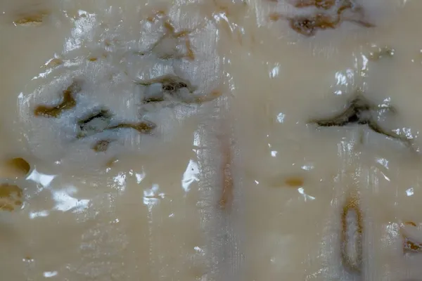 Penicillium glaucum — 2026-08-16