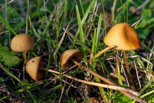 Conocybe tenera — 2026-08-26