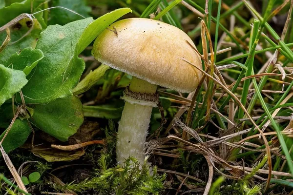 Psilocybe coronilla — 2026-08-28