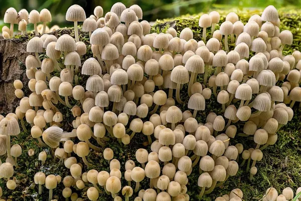 Coprinellus disseminatus — 2026-08-28