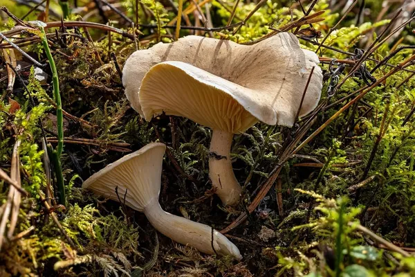 Ampulloclitocybe clavipes — 2026-08-30