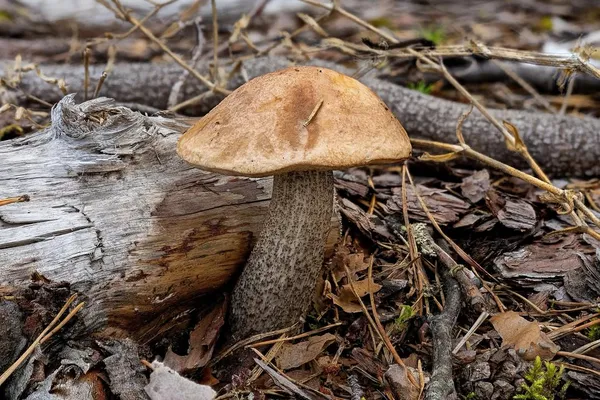 Leccinum scabrum — 2026-08-30