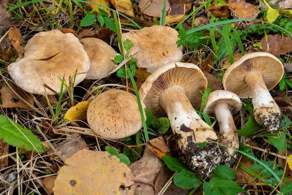Cortinarius — 2026-09-19
