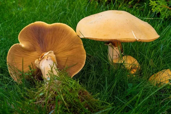 Phaeolepiota aurea — 2026-09-30