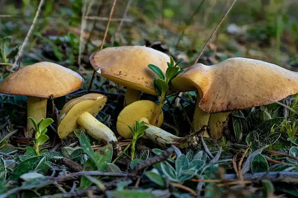 Suillus granulatus — 2026-09-03