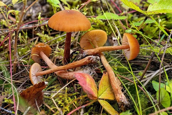 Laccaria laccata — 2026-08-30