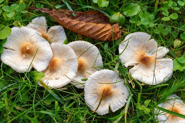 Lepiota cristata — 2026-09-11