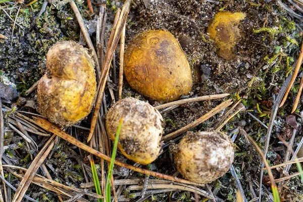 Rhizopogon luteolus — 2026-09-03