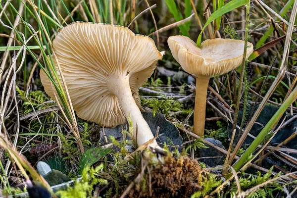 Infundibulicybe gibba — 2026-09-03