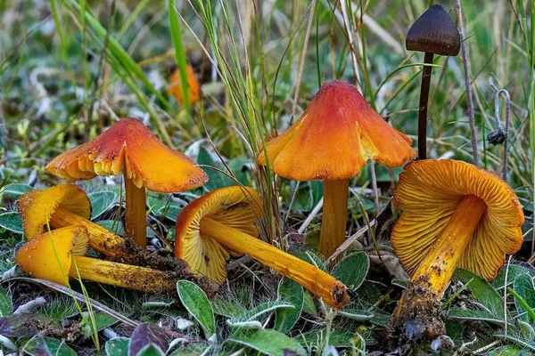 Hygrocybe conica — 2026-09-03