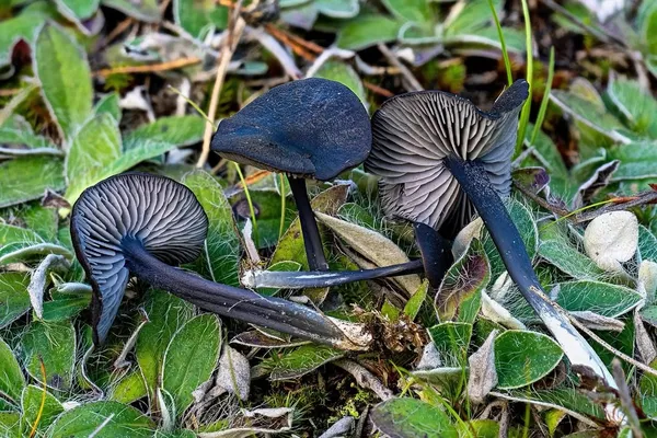 Entoloma chalybeum — 2026-09-03