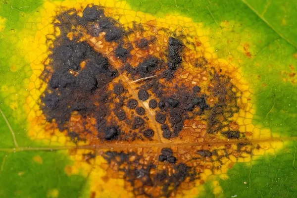Rhytisma acerinum — 2026-09-13