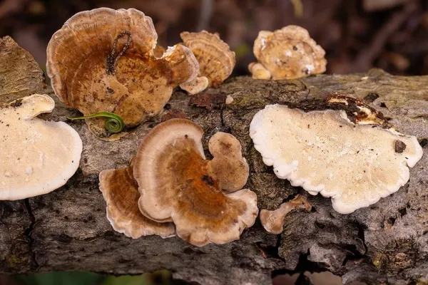Trametes ochracea — 2026-09-13