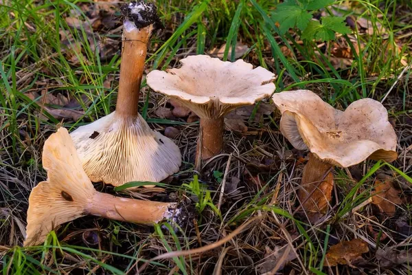 Infundibulicybe geotropa — 2026-09-15