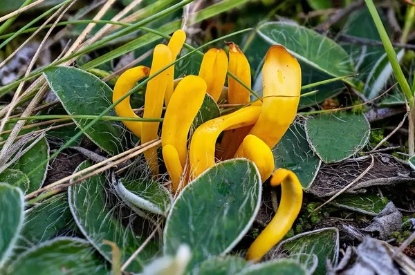 Clavulinopsis laeticolor — 2026-09-17