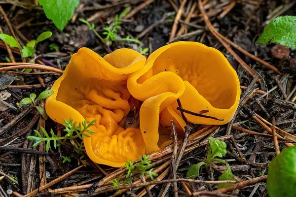 Sowerbyella imperialis — 2026-10-02