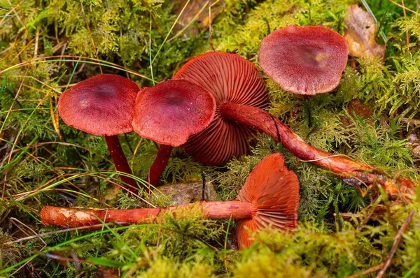 Cortinarius sanguineus — 2026-09-17