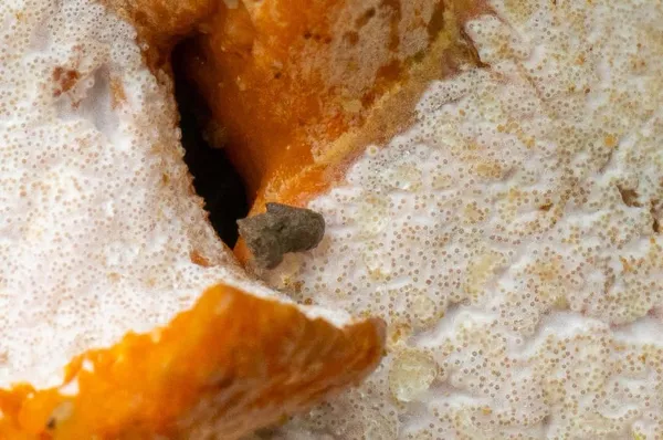 Hypomyces lateritius — 2026-09-19