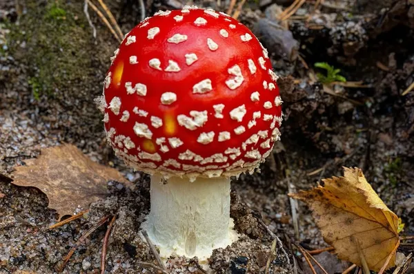 Amanita muscaria — 2026-09-17