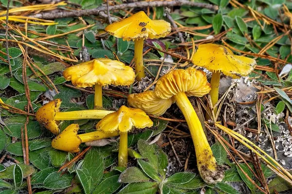 Hygrocybe acutoconica — 2026-09-22