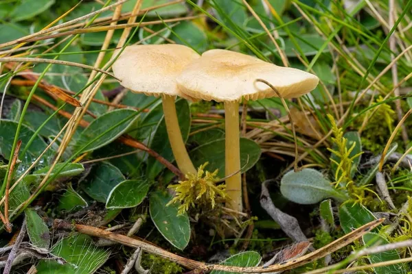 Entoloma sericellum — 2026-09-22
