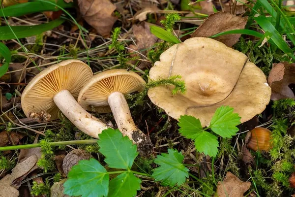 Lactarius pyrogalus — 2026-09-19