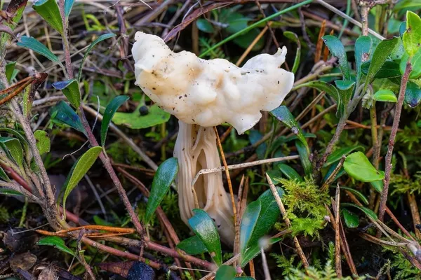 Helvella crispa — 2026-09-22