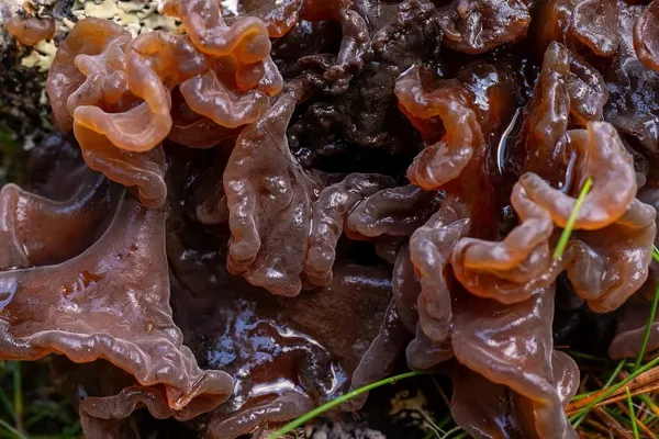Phaeotremella frondosa — 2026-09-22