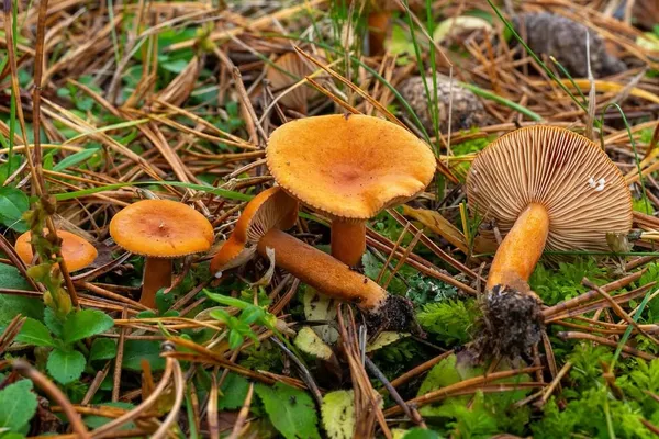 Lactarius aurantiacus — 2026-10-04