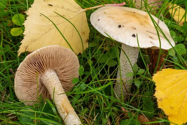 Hebeloma crustuliniforme — 2026-10-03