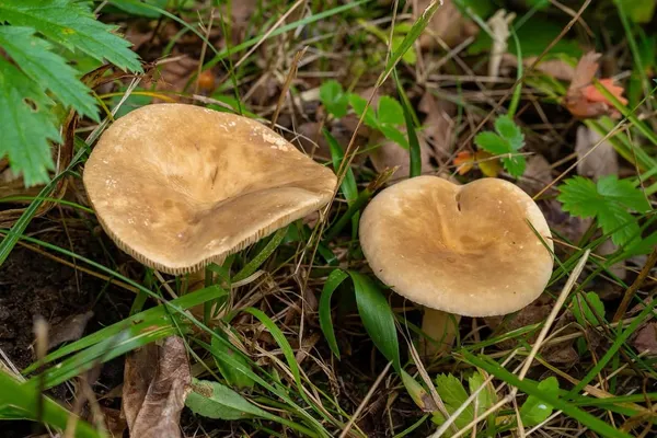 Lactarius azonites — 2026-09-19