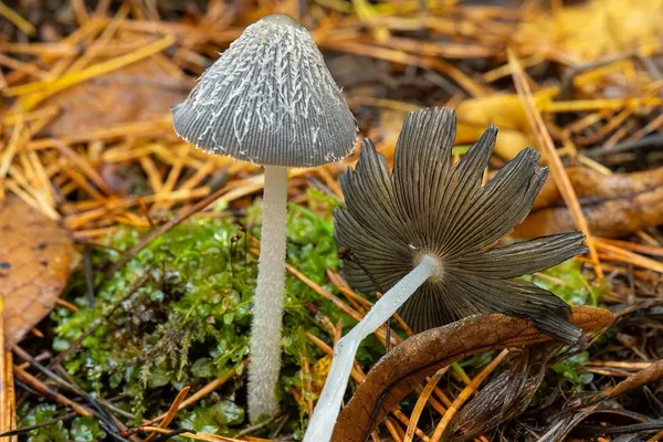 Coprinopsis lagopus — 2026-10-11