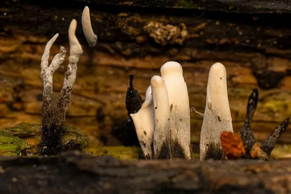 Xylaria hypoxylon — 2026-10-11