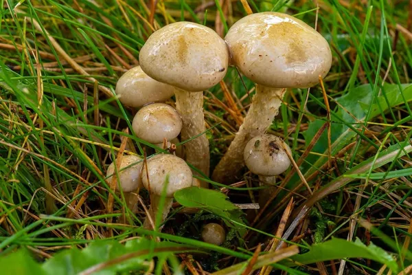 Pholiota gummosa — 2026-10-11