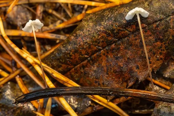 Marasmius epiphyllus — 2026-10-11