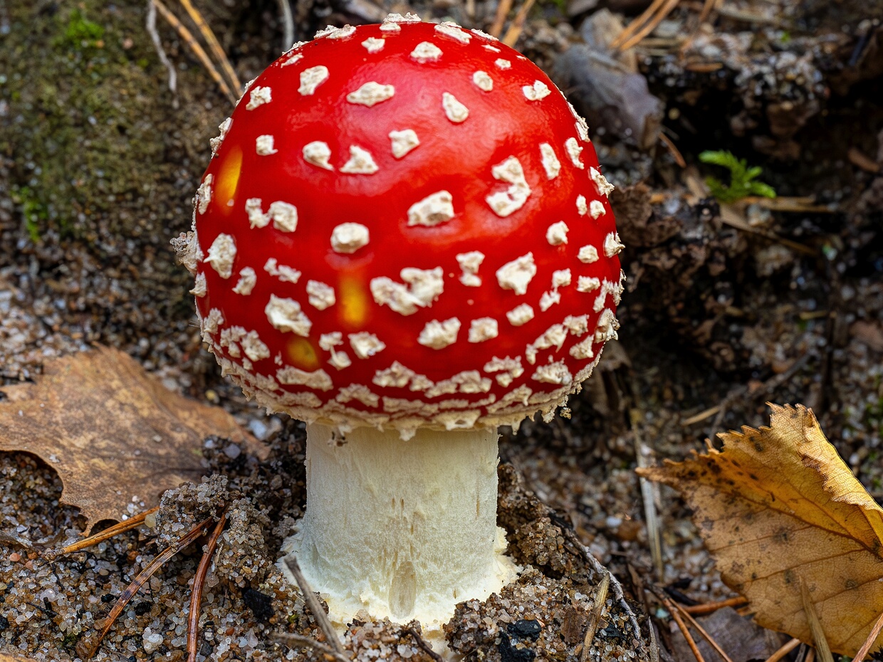 Agaricomycetes - Агарикомицеты - Gilled Fungi - Blätterpilze Agaricomycetes, commonly known as Gilled Fungi or Blätterpilze in German, is a class of fungi within the phylum...