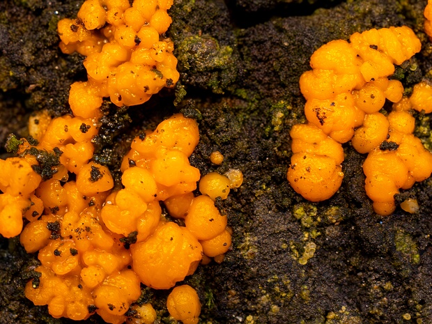 Дакримицеты - Dacrymycetes The Dacrymycetes are a class consisting of only one family of jelly fungi, which has imperforate parenthesomes and...