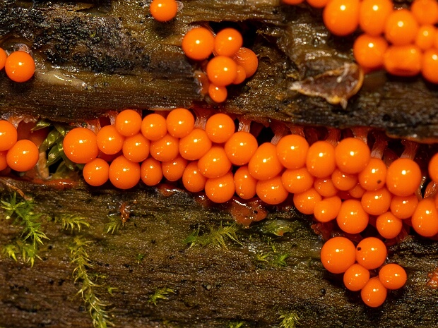 Миксомицеты - Myxomycetes Myxomycota and Myxomycetes are terms used to refer to some fungus-like amoebozoa.
