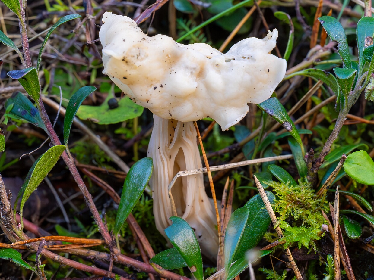 Pezizomycetes - Пецицомицеты - Cup Fungi - Becherpilze Pezizomycetes, commonly known as Cup Fungi or Becherpilze in German, is a class of fungi within the phylum Ascomycota....