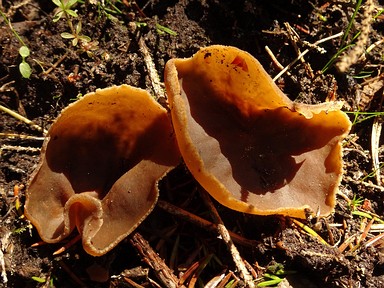 Пецицомицеты - Pezizomycetes Pezizomycetes are a class of fungi within the division Ascomycota. Pezizomycetes are apothecial fungi, meaning that...