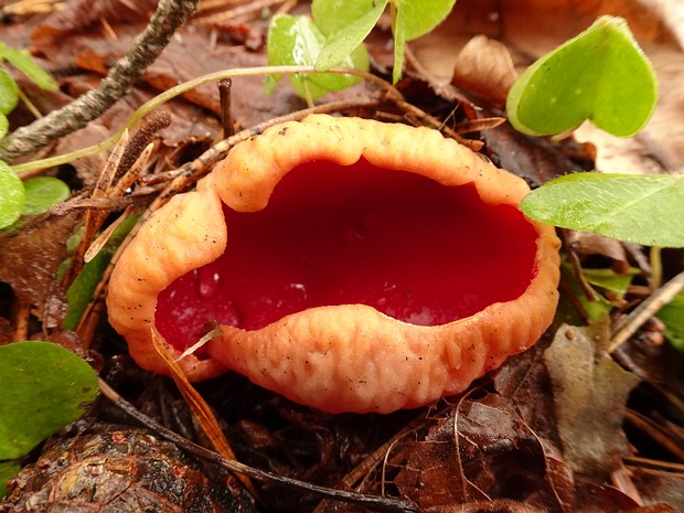 Pezizomycetes - Пецицомицеты - Cup Fungi - Becherpilze Pezizomycetes, commonly known as Cup Fungi or Becherpilze in German, is a class of fungi within the phylum Ascomycota....
