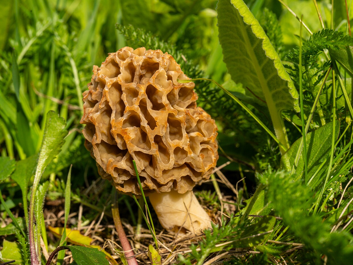 Pezizomycetes - Пецицомицеты - Cup Fungi - Becherpilze Pezizomycetes, commonly known as Cup Fungi or Becherpilze in German, is a class of fungi within the phylum Ascomycota....